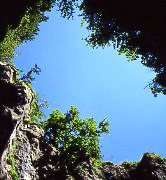 chamois-cave-france