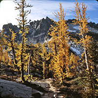 Golden larch in the Alpine Lakes Wilderness, Washington