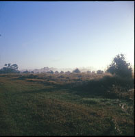 Misty Morning