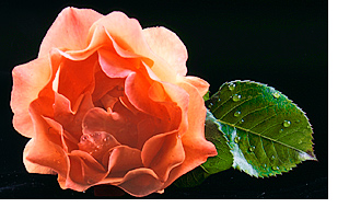 Rose Petals & Leaf With Droplets