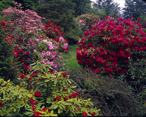 Japanese Garden South Seattle