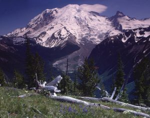 View of Mt Rainier