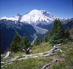 View of Mt Rainier