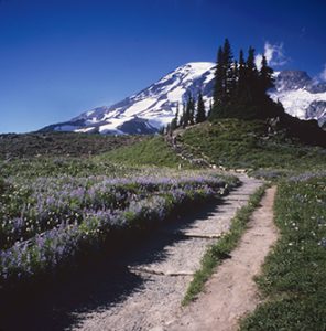 Hikers On The Trail