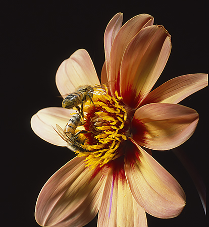 Bees on a dahlia