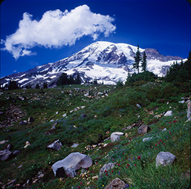 Another picture postcard perfect view of Mount Rainier by the master