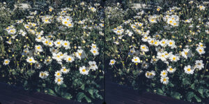 Paul Gillis Image #3 for Dragon Folio d26